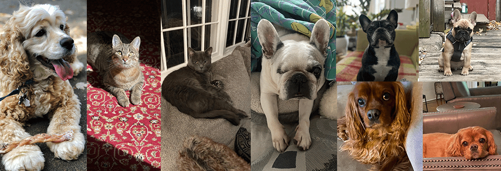 York & Chapel’ın Evcil Hayvan Projesi